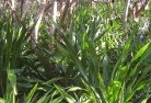 Olinda NSWorganic-gardening-18.jpg; ?>